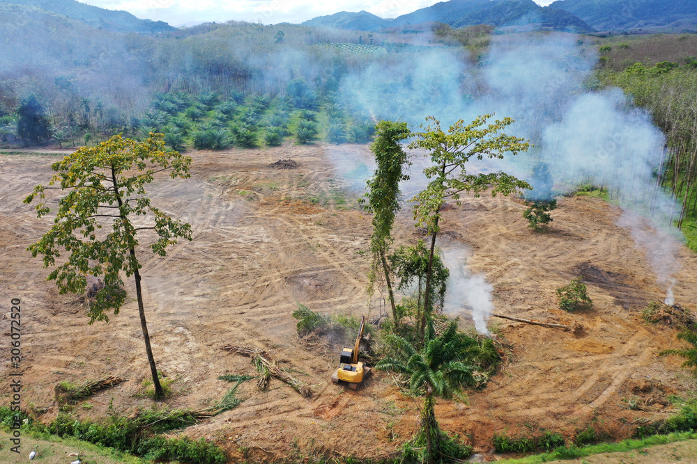 Deforestation. Forest is knocked down and burned to make way for palm ...