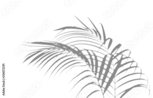 Abstract shadow black white palm leaf shadow on a white wall Background. Blank copy space.