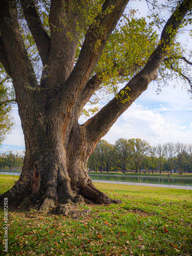 Huge oak tree in front of a lake