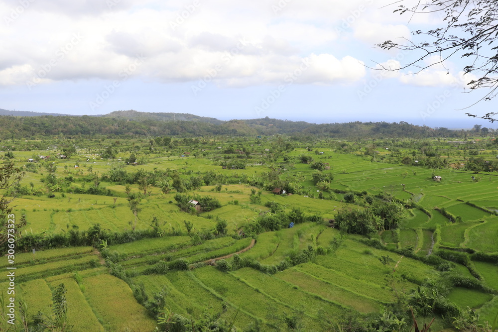 Fototapeta premium A beautiful view of rice fields in Bali, Indonesia.