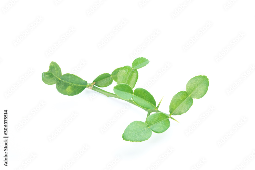 Bergamot Leaves isolated on white background Bergamot Leaves isolated on white background