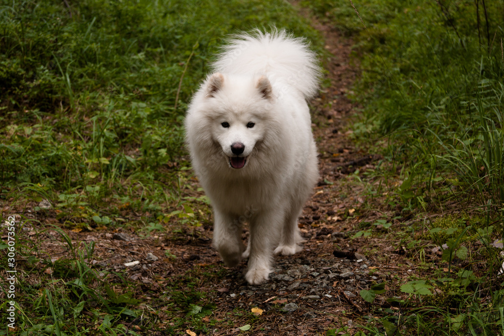Samoyed dog stands with bent paws on a forest path and smiles