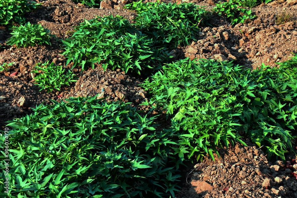 sweet potatoes leaf grow in dry garden soil sweet potatoes leaf grow in dry garden soil