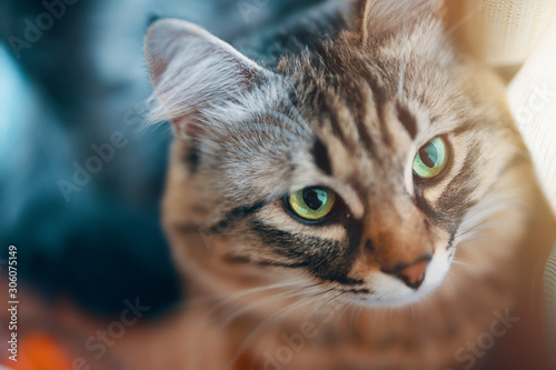 Portrait of striped cat. Young gray domestic striped cat with green eyes.