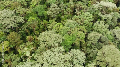 Flying above the canopy of pristine montane rainforest at 1,700m altitude on the western slopes of the Andes near Mindo, Ecuador. photo