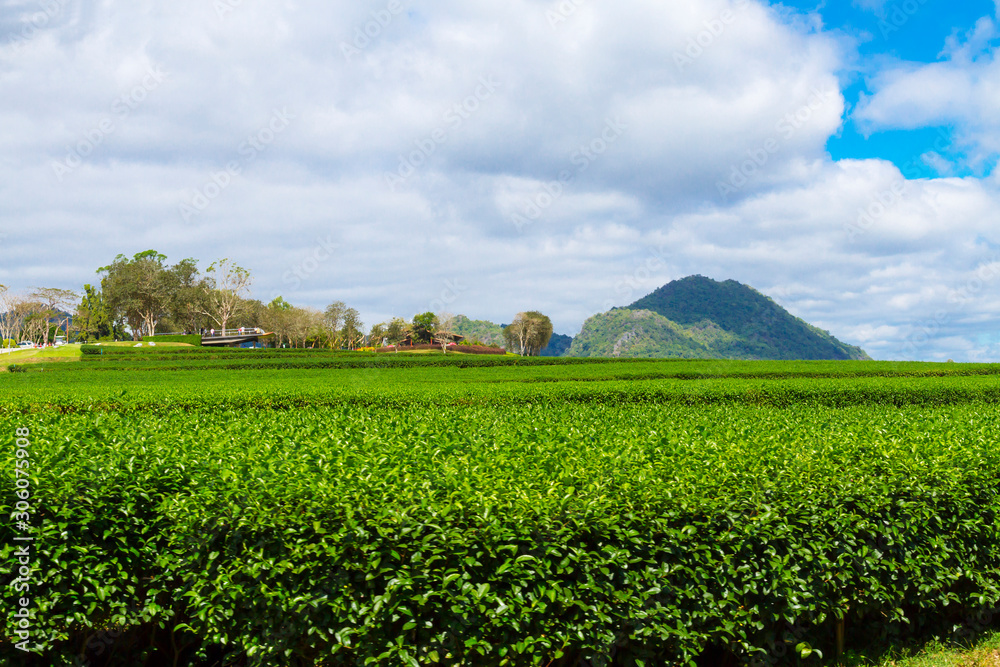 Tea plantation with green and cloud in field tea Tea plantation with green and cloud in field tea