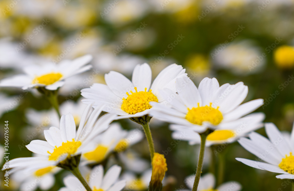 Wonderful fabulous daisies on a meadow in summer. White daisies.