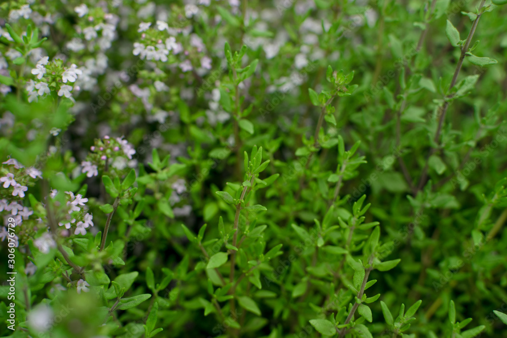 Thyme plants with flowers in spring garden closeup Thyme plants with flowers in spring garden closeup