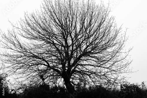 Art photography. Silhouette of tree at sunset. Dramatic black and white natur...