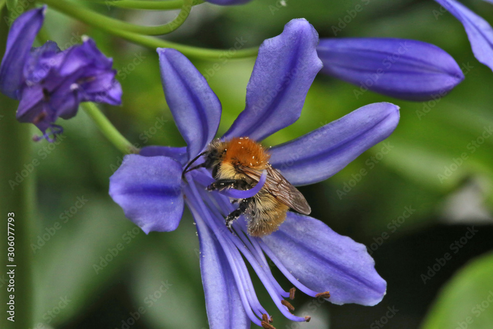 Fototapeta premium Bourdon