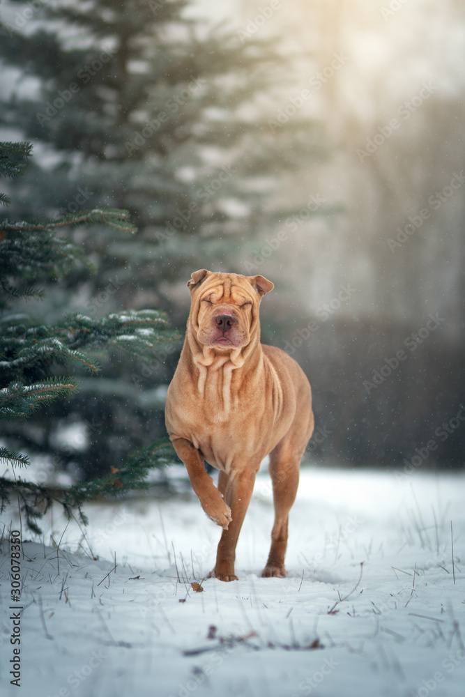 Chinese Shar-Pei Dog