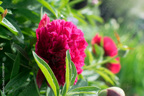 Fototapeta Naklejka Na Ścianę i Meble -  Beautiful red peony or paeony with buds and leaves