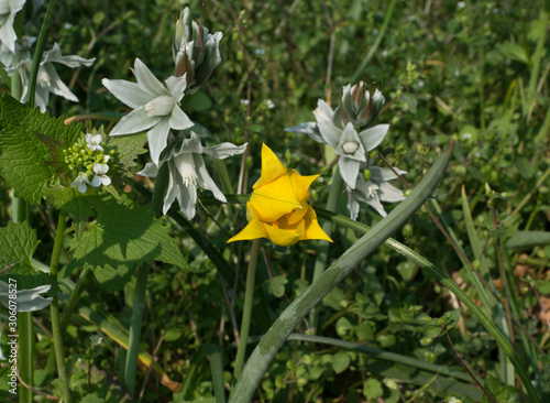 Wild yellow tulip flower or flowering tulipa sylvestris with bokeh