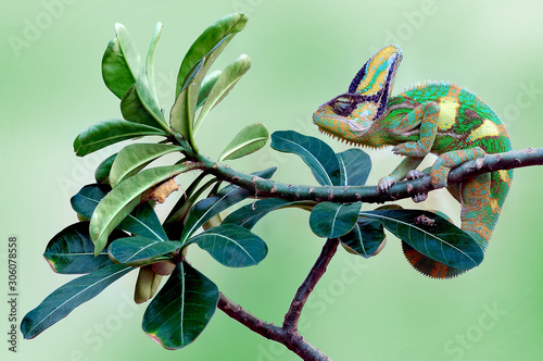 Chameleon in the Tree