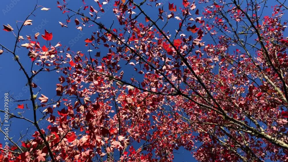 Red and Pink autumn leaves in the tree with amazing blue sky - bottom up view Red and Pink autumn leaves in the tree with amazing blue sky - bottom up view