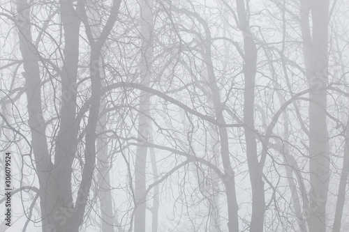 Trees on an alley shrouded in fog.