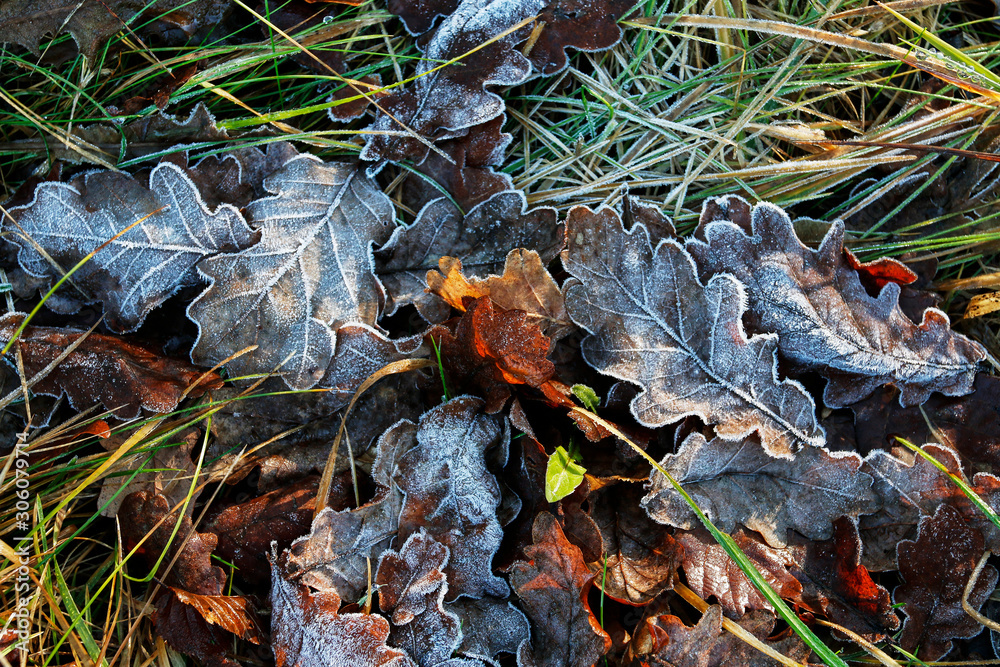 Frosted leaves on the grass.