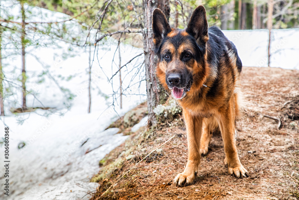 Dog German Shepherd in the forest in an early spring