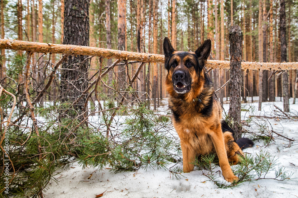 Dog German Shepherd in the forest in an early spring Dog German Shepherd in the forest in an early spring