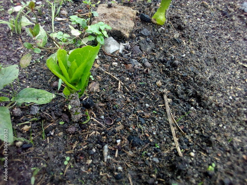 young plants in the garden