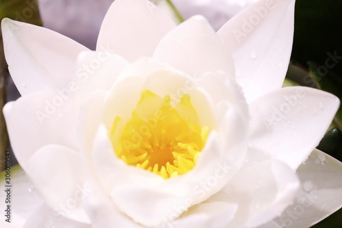 Blurred a sweet white lotus flower blossom with yellow pollen,dayk background