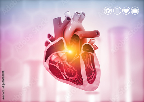 Obraz na płótnie Cross section of human heart diagram on medical background