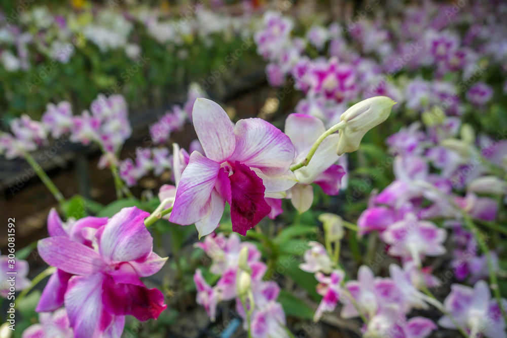 Obraz premium Pink dendrobium orchids in the garden