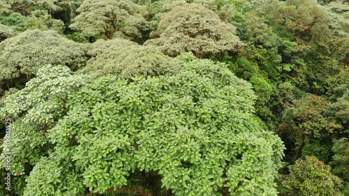 Rising over the crown of a large Cedro tree (Cedrella sp.). In montane rainforest at 1,700m altitude on the western slopes of the Andes near Mindo, Ecuador photo