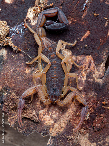 Central American bark Scorpion, Centruroides margaritatus, on bark, vertical. The colouration of this species helps camouflage it against its bark habitat
