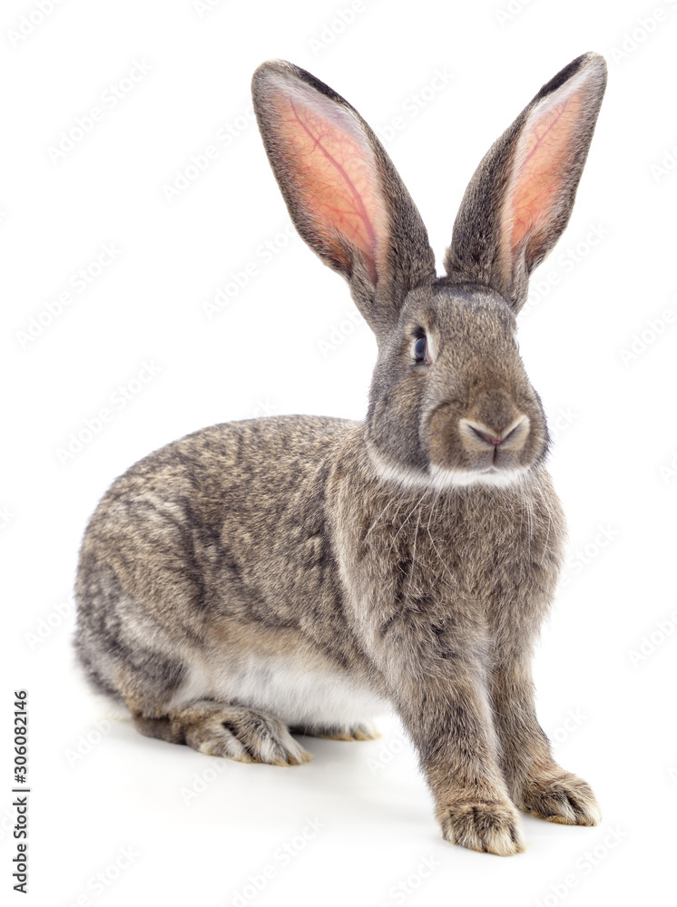 Fototapeta premium One brown rabbit.