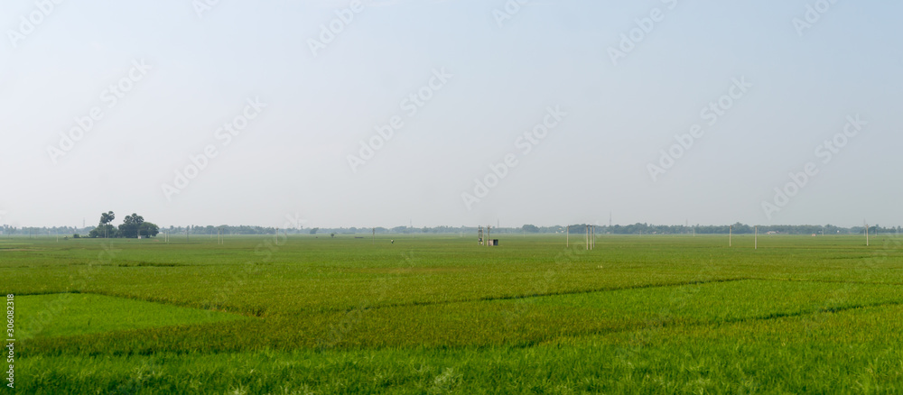 Horizon over Agricultural field and green spring meadow. Countryside farmland with Rice paddy. Agriculture greenery with food crop. Rural village India at summer. Rectangular Panorama landscape view.