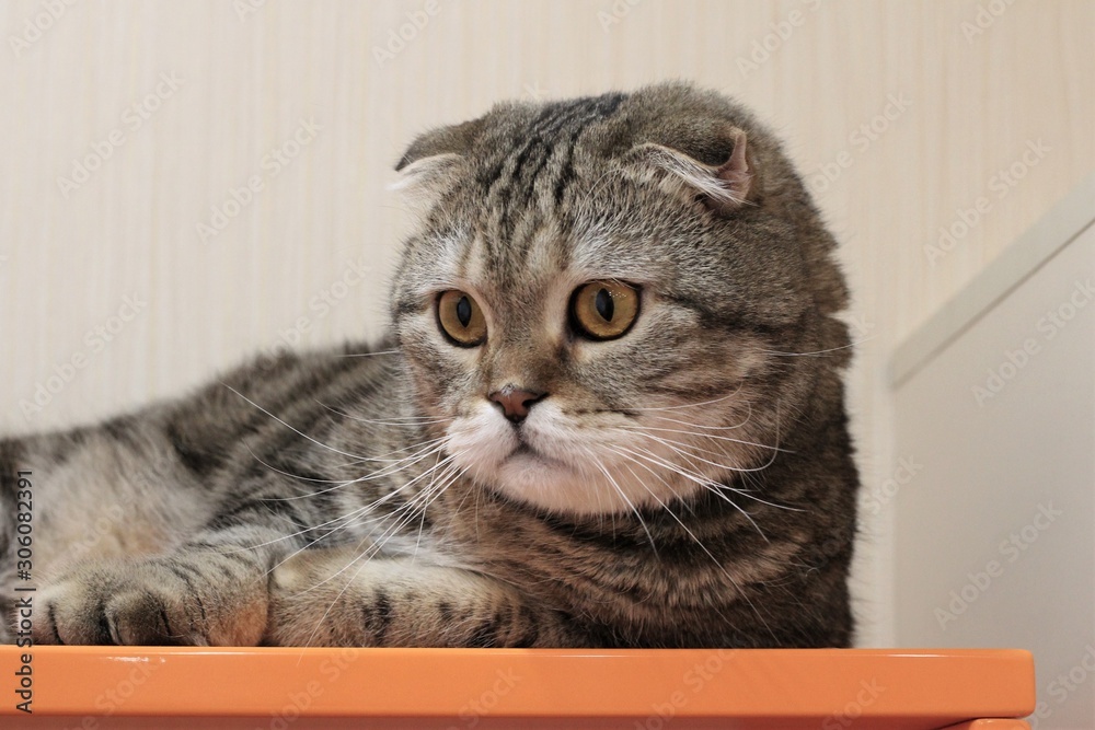 portrait of a large tabby cat