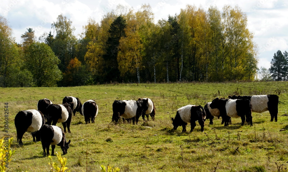 The Belted Galloway black and white cows in a misty autumn meadow in Latvia. Black and white cow on green grass pasture The Belted Galloway black and white cows in a misty autumn meadow in Latvia. Black and white cow on green grass pasture