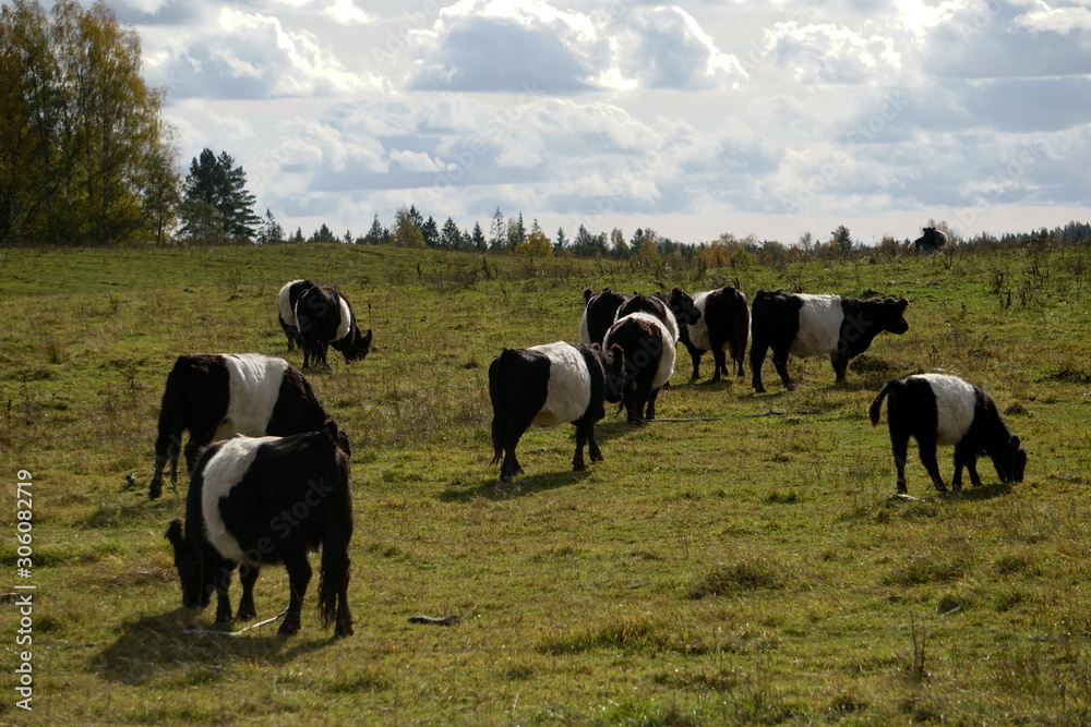 The Belted Galloway black and white cows in a misty autumn meadow in Latvia. Black and white cow on green grass pasture The Belted Galloway black and white cows in a misty autumn meadow in Latvia. Black and white cow on green grass pasture