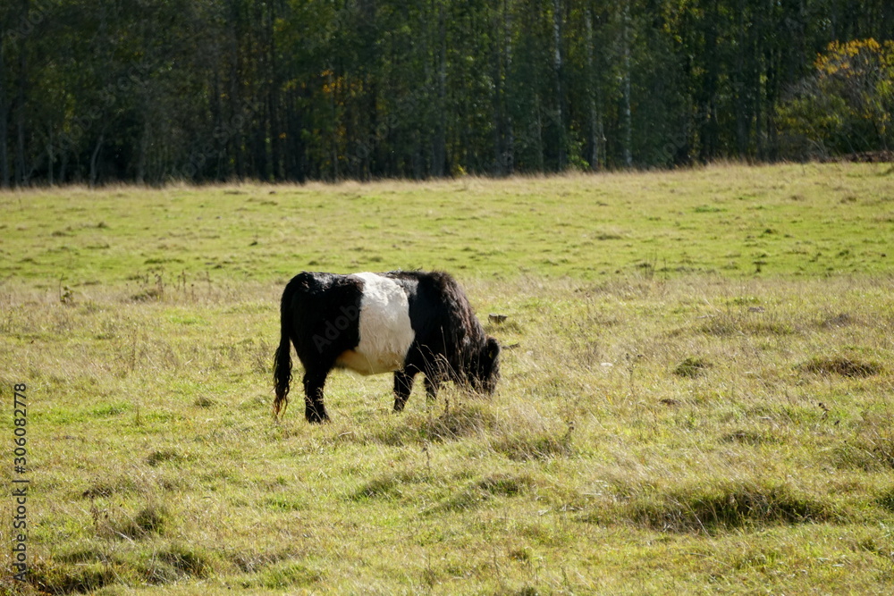 The Belted Galloway black and white cows in a misty autumn meadow in Latvia. Black and white cow on green grass pasture The Belted Galloway black and white cows in a misty autumn meadow in Latvia. Black and white cow on green grass pasture