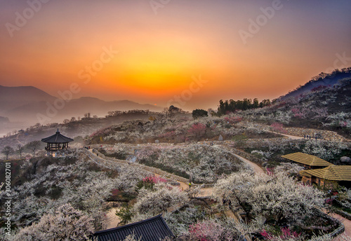 The dawn of Maehwa Village in Gwangyang, South Jeolla Province, in the spring-flowering season. photo