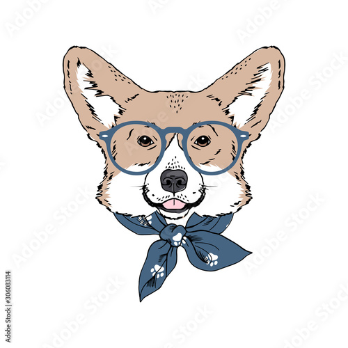 Welsh Corgi breed dog wear glasses, bandana isolated on white background Symmetrical pet head. Realistic hand drawn vector illustration.