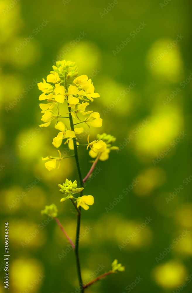 Yellow centaury / St.John's wort (Hypericum perforatum) It is also known as Yeast grass. Has antidepressant properties. Supports the functions of the digestive system! Yellow centaury / St.John's wort (Hypericum perforatum) It is also known as Yeast grass. Has antidepressant properties. Supports the functions of the digestive system!