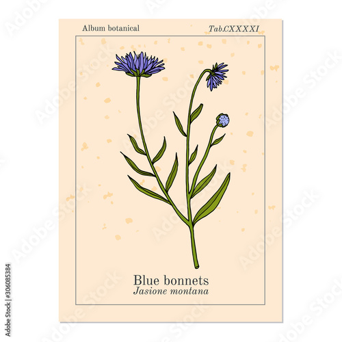 Blue bonnets Jasione montana , or sheeps bit scabious, iron flower medicinal plant