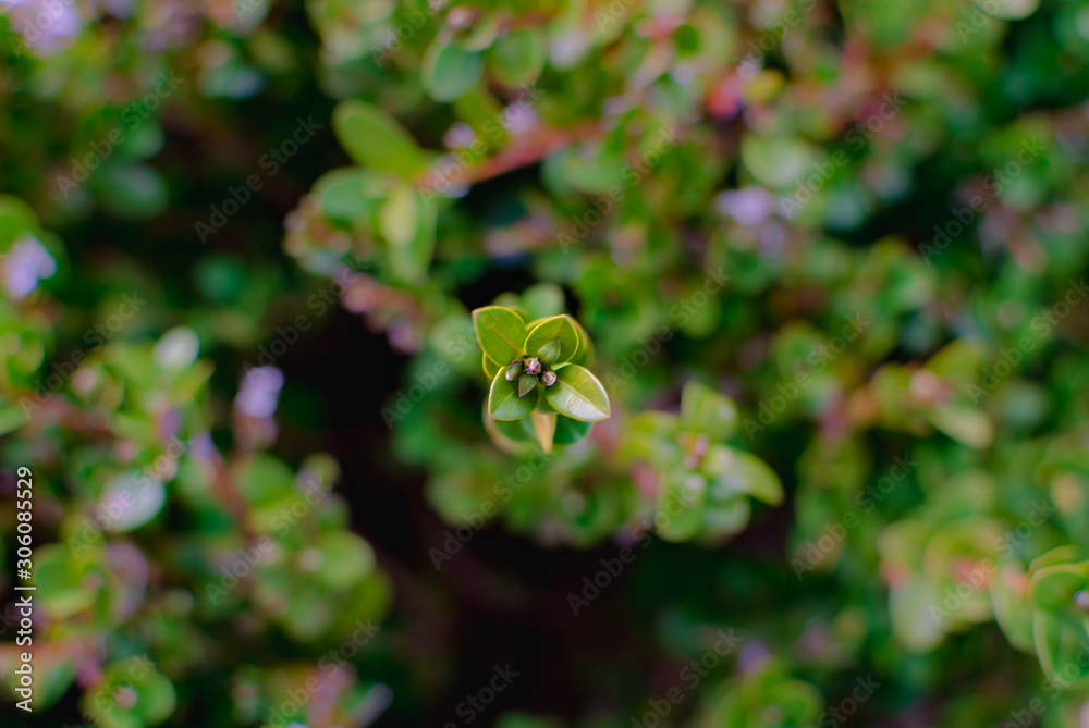 Fototapeta premium Close up shoot of branches grown up on green succulent leaves. Nature themed macro for studies.