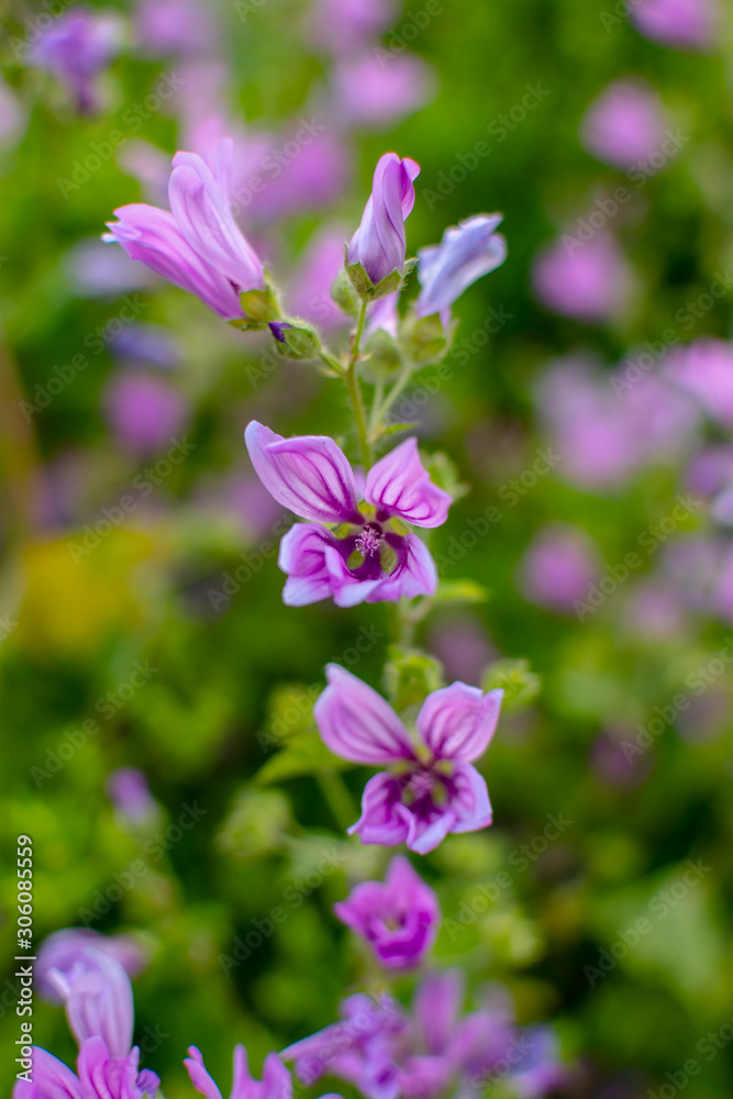 Purple flowers that tell the spring. Purple flowers close up. Purple flowers that tell the spring. Purple flowers close up.
