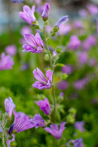 Purple flowers that tell the spring. Purple flowers close up.