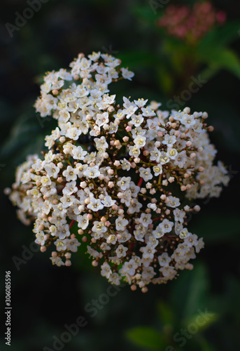 Small beautiful white flowers. White angelica flower close-up in the garden