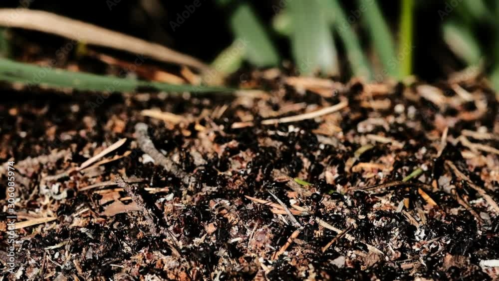 colony of ants migrates. close-up. anthill colony of ants migrates. close-up. anthill