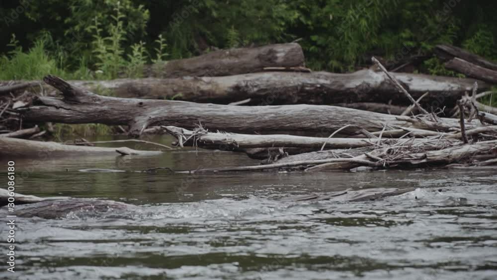 mountain river flows among flooded trees
