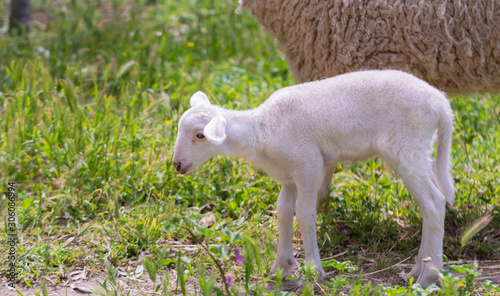 Sheep next to its mother, white sheep (Ovis aries)