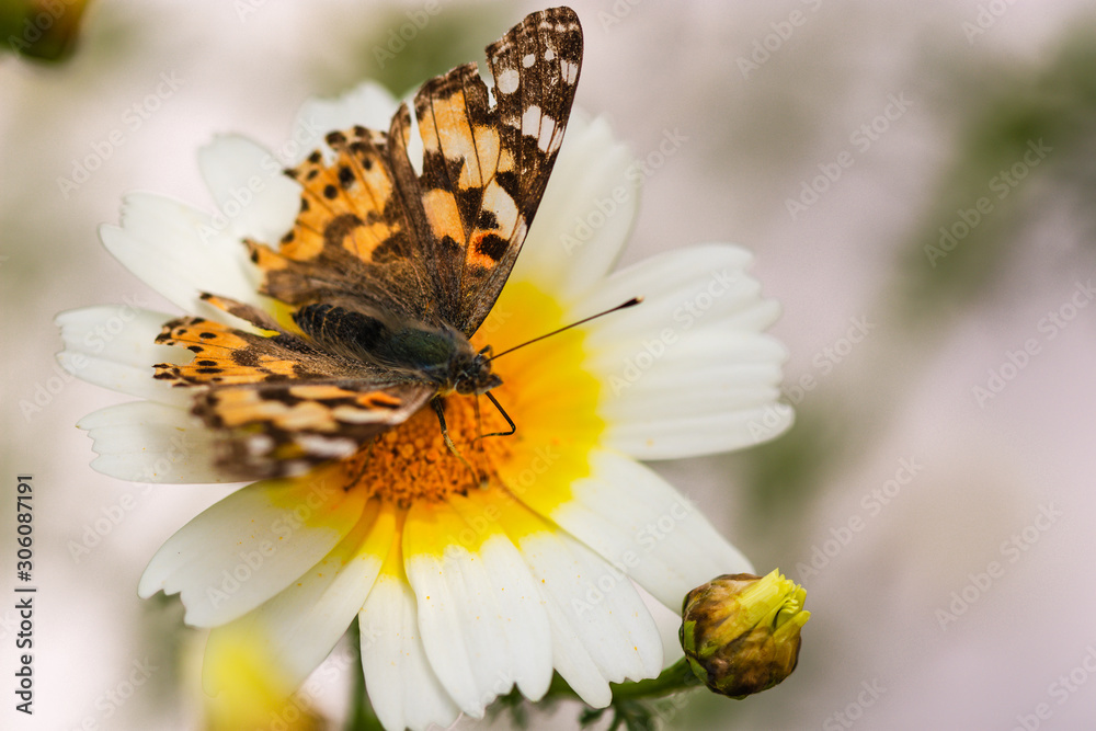 Fototapeta premium Sunny day, yellow daisy and butterfly, macro flowers.