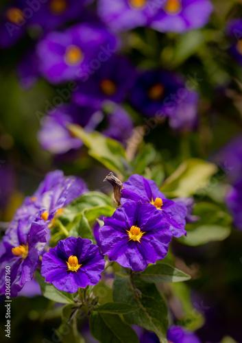 Purple violet in natural environment
