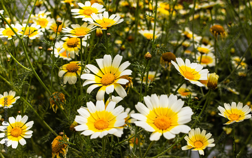 Fototapeta premium A combination of withered and newly blooming daisy flowers.