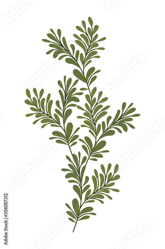 Isolated leaves icon vector design